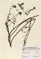 藏品(雲實)的圖片